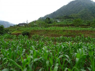 Landbouw in Nepal
