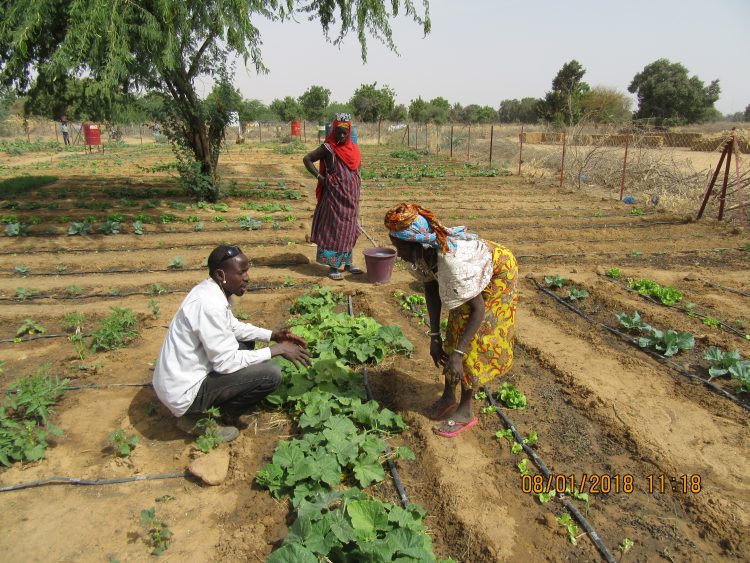 Tuinbouwproject Burkina Faso