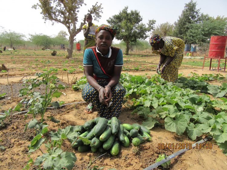 Groentetuin vrouwen Burkina Faso