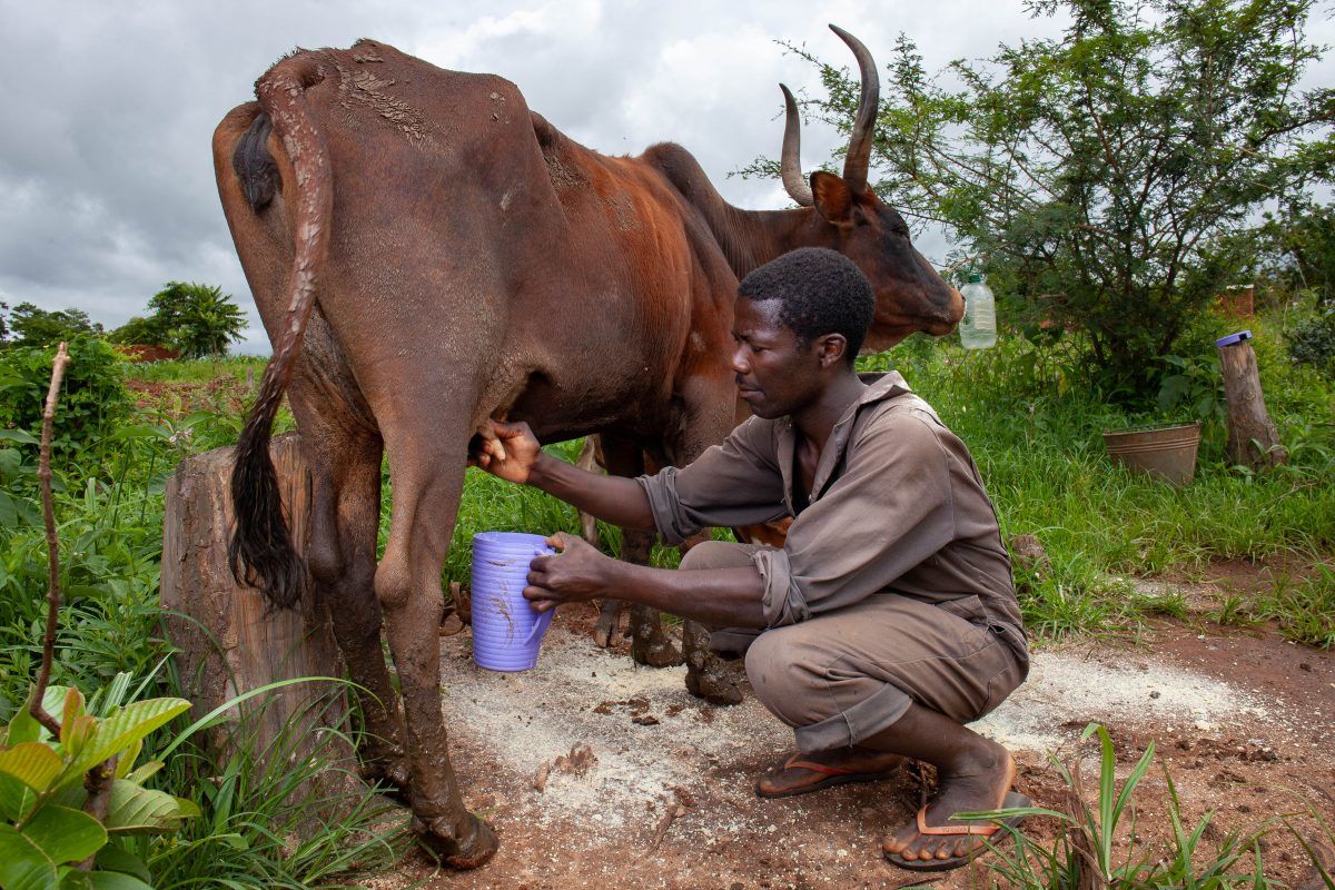 Een man melkt een koe in Malawi.