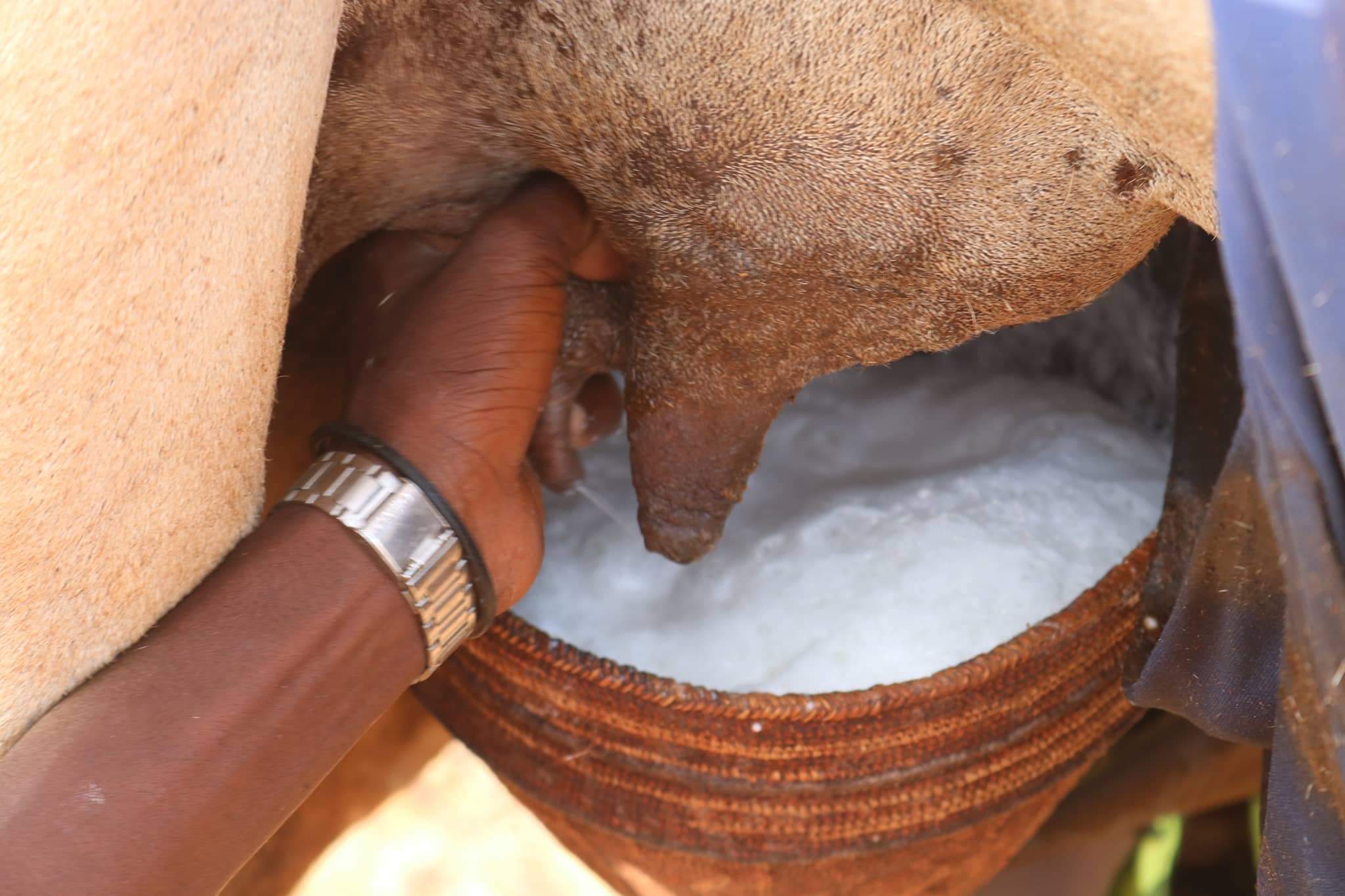 Een emmer vol kamelenmelk in Somalië.
