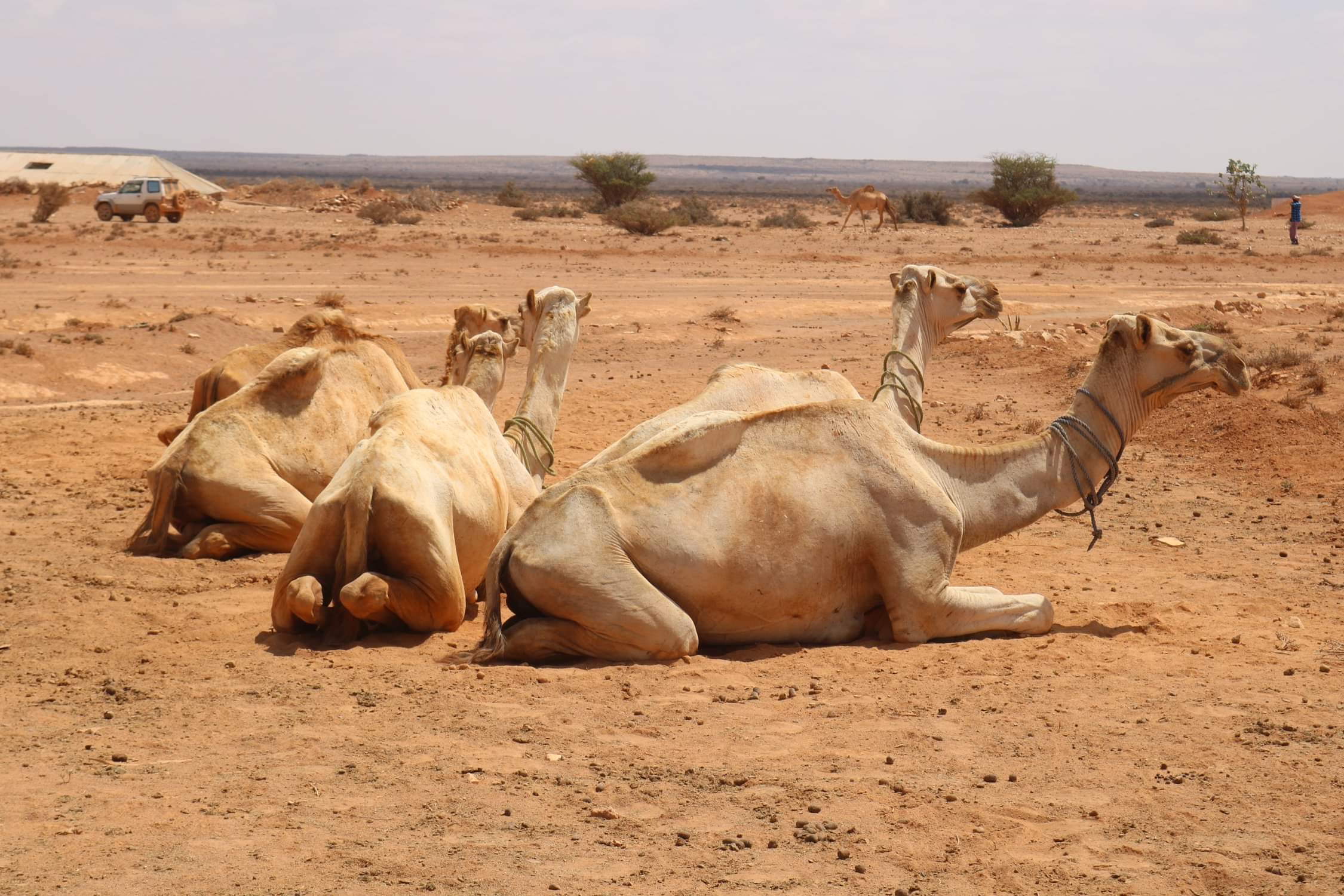 Hoe kamelenmelk een gouden motor werd in Somalië Wilde Ganzen Hoe kamelenmelk een gouden motor werd in Somalië Wilde Ganzen