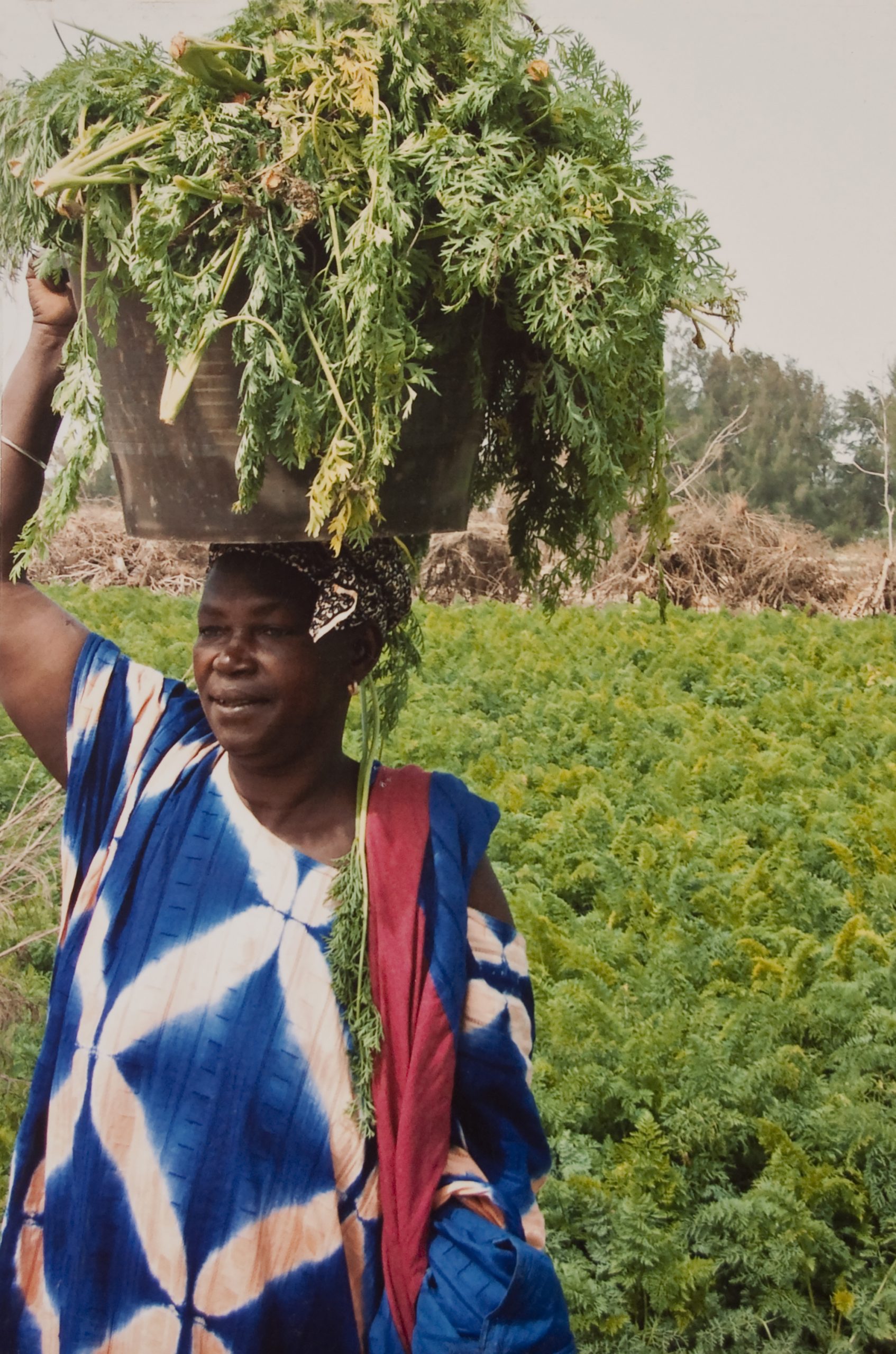 Een vrouw met de oogst uit haar groententuin op haar hoofd in Mauritanie.