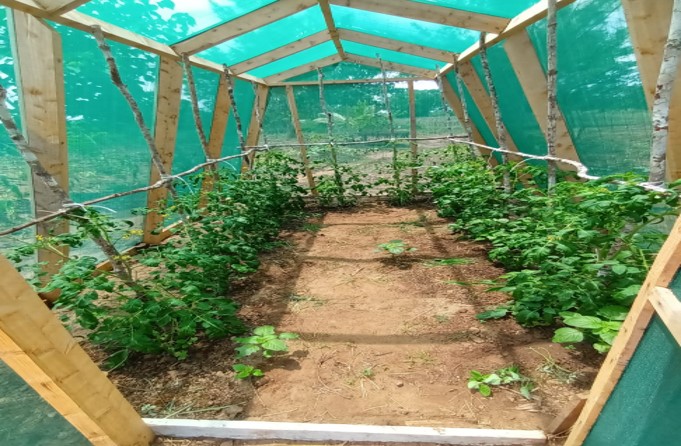 Cassave en paprika planten in een groententuin in Kenia